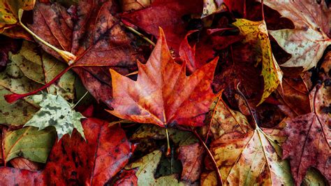 Download Wallpaper 3840x2160 Leaves Autumn Fallen Dry 4k Uhd 169 Hd Background