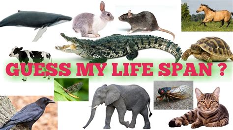 Talking about what the life span of platelets, most experts consider only the period when they are identified as a separate structure from the megakaryocyte.a time when they had just formed and mature, do not take into account. LIFE SPAN OF PLANTS AND ANIMALS --- NCERT - YouTube