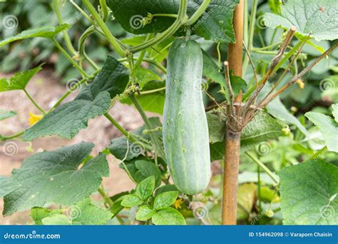 Green Cucumber Hanging On Tree Stock Photo Image Of Cultivation Closeup