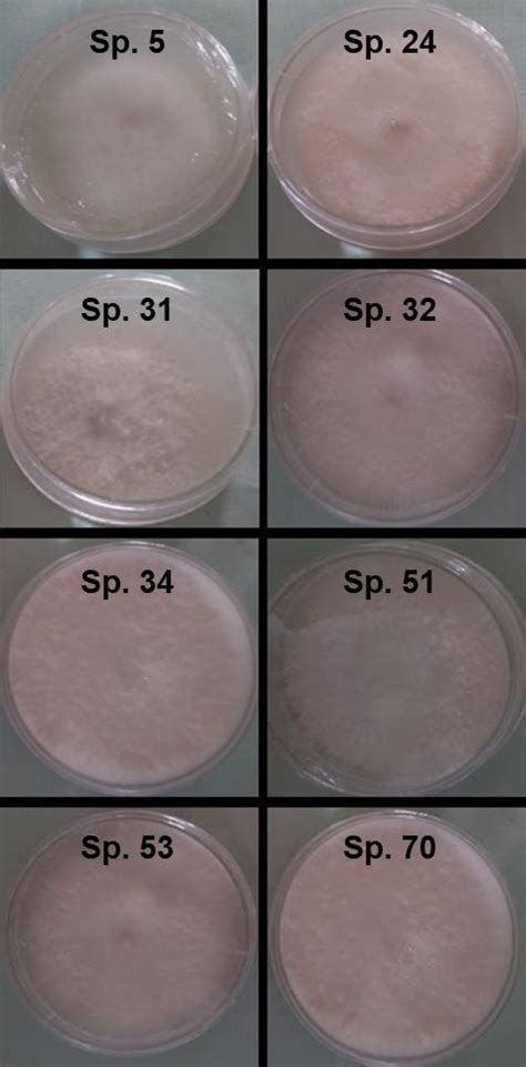 Morphology Of Isolated Fungi Colonies Grown In Potato Dextrose Agar
