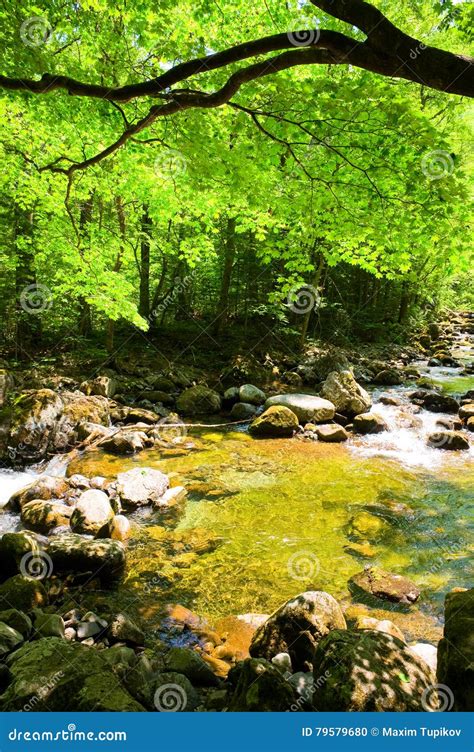 Fall Forest Stream Smolny In Russian Primorye Stock Photo Image Of