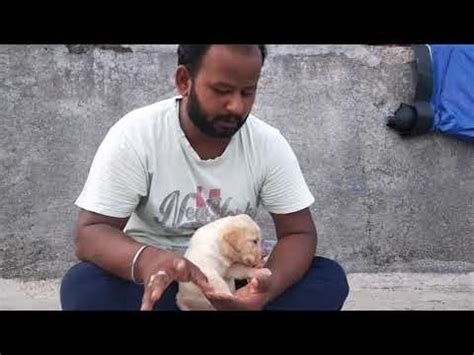 With newborn puppies, you must inspect them to be sure that they are healthy and normal. Deworming schedule of all puppy - YouTube