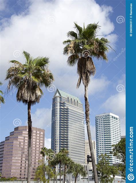 Tampa Downtown Skyscrapers And Palm Trees Stock Image Image Of Palm