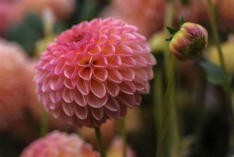 Ultimate Guide To Dahlia Flowers Meaning And Symbolism Organic Articles