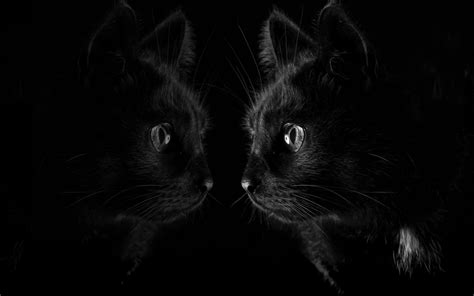 Bombay Cat Dark Black Cat Reflection Hd Wallpaper Wallpaper Flare