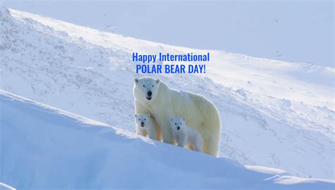 Our 3 Top Polar Bear Blogs For International Polar Bear Day Arctic