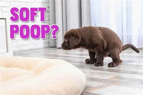 How Long Does Puppy Poop Stay Soft Answered Houndgames