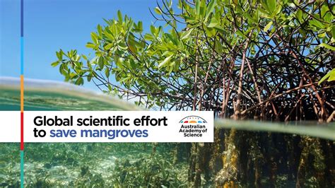 Global Scientific Effort To Save Mangroves Youtube