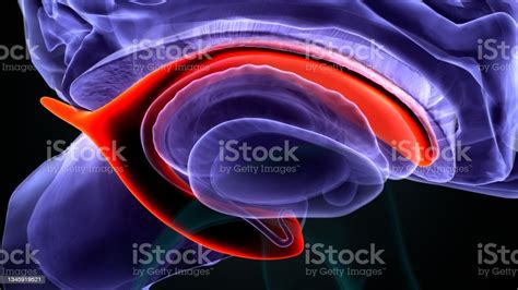 3d Illustration Of Brain Lateral Ventricle Anatomy Stock Photo