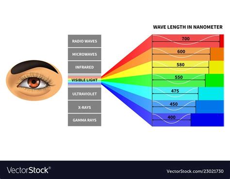 Visible Light Spectrum Color Waves Length Perceived By Human Eye Rainbow Electromagnetic Waves