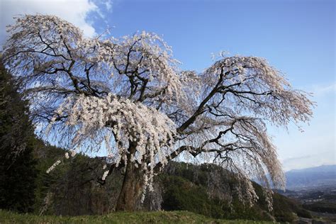 Information About Weeping Cherry Tree