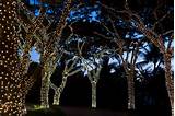 Outdoor Solar Lights For Trees Photos
