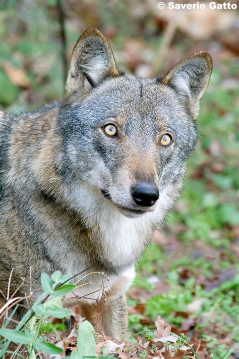 Italian Wolf Canis Lupus Italicus By Saverio Gatto