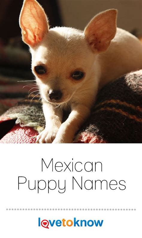 Female dogs love you, male dogs are in love with you. Mexican Puppy Names | Cute names for dogs, Dog names, Cute ...