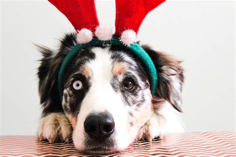Christmas Puppy Dog Free Photo On Pixabay Pixabay