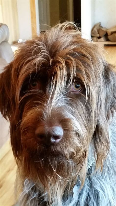 See wirehaired pointing griffon pictures, explore breed traits and characteristics. Wirehaired Pointing Griffon - Sidor | Wirehaired pointing ...