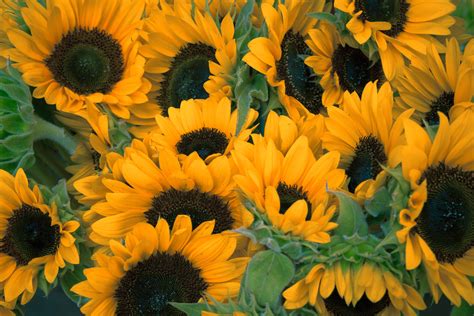 무료 이미지 노랑 꽃들 맑은 꽃잎 헬리안 후스 플로리스트 리 노란 꽃 여름 꽃 해바라기 밭 꽃 피는 식물