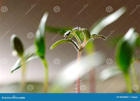 New Small Sprout Stock Photo Image Of Macro Dirt Green 9056882