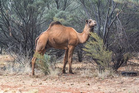Wild Camel In The Australian Outback Northern Territory David