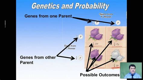 Principles Of Geneticsmendel And Punnett Squares Punnett Squares