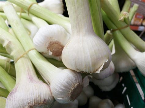 Is Garlic Farming Profitable Farming Hints