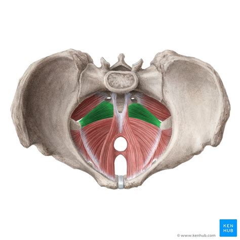 Tighten the pelvic floor muscles and hold for a count of 10. Muscles of the pelvic floor: Anatomy and function | Kenhub