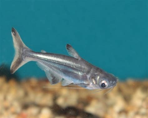 Pangasius Catfish 5cm Prestopets