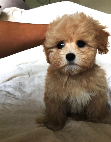 Toy Maltipoo Puppy! | iHeartTeacups