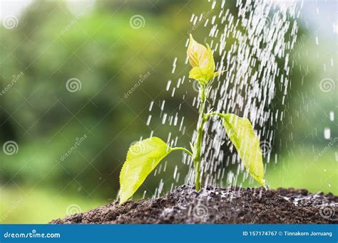 Watering A Tree Plant Growing On Soil With Watering Over Sunlight And