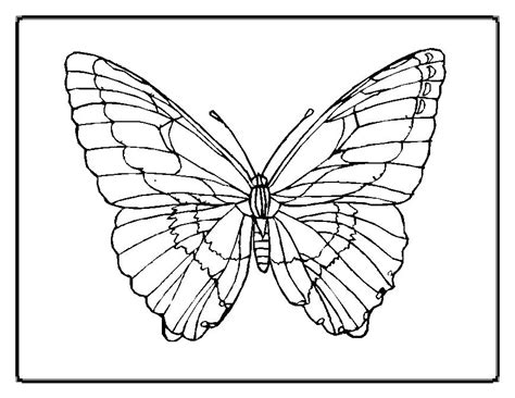 Butterfly Outline Coloring Page at GetDrawings | Free download