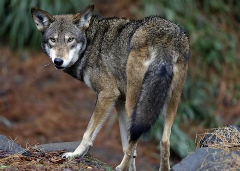 We did not find results for: Red Wolf Wallpapers Images Photos Pictures Backgrounds