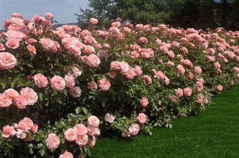 Sanremo Buongiorno Meilland Presenta Al Flormart La Rosa Biologica