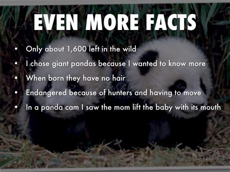 Infograpic Animal Facts About Giant Panda Animal Facts