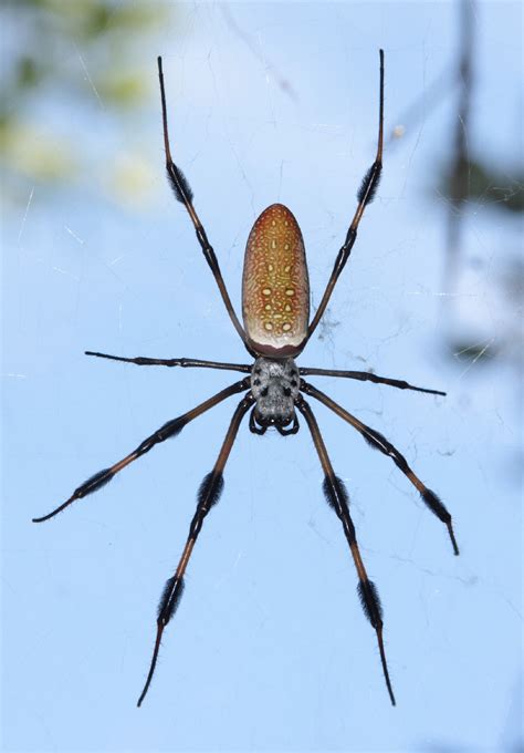 Banana Spider Nephila Clavipes Picture Insect