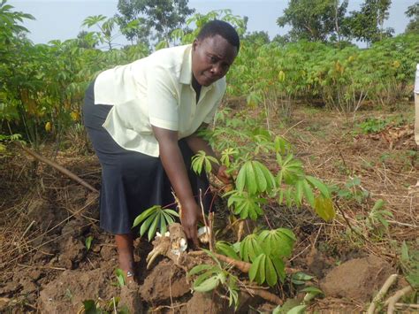 Uganda Cassava Viruses Global Plant Protection News