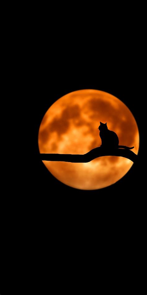 Download Moon Cat Minimal Silhouette Art 1080x2160 Wallpaper Honor