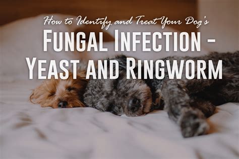 How To Identify And Treat Your Dogs Fungal Infection Yeast And