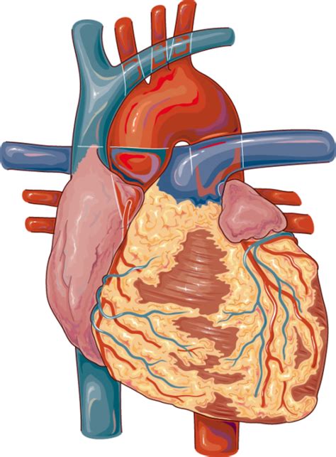 Heart Servier Medical Art