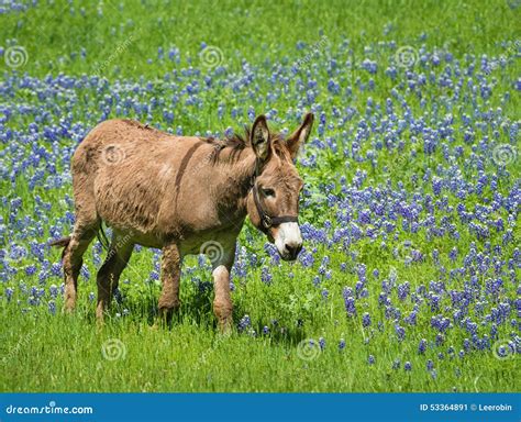 Donkey Grazing On Texas Bluebonnet Pasture Stock Image Image Of