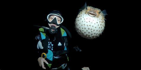 Pufferfish Photobombs Diver Picture Huffpost Uk