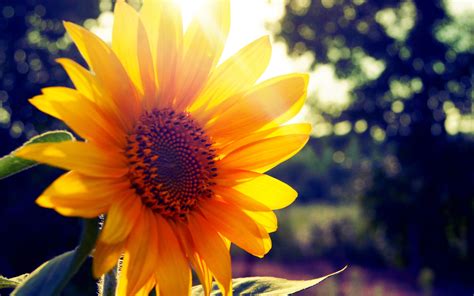 Wallpaper Flower Sunshine Bright Grass Summer 2560x1600