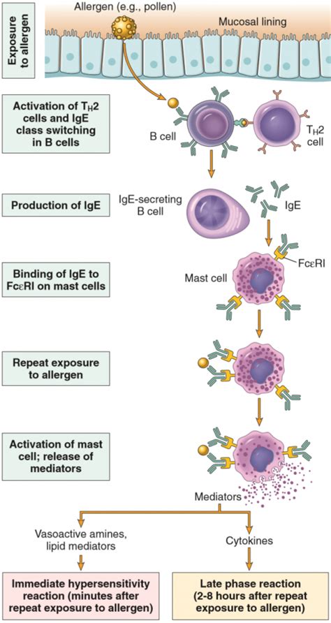 33 Type I And Type Ii Hypersensitivity Reactions Mechanisms And