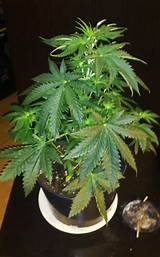 Photos of Small Marijuana Plant