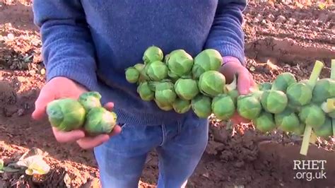 Brussels Sprout Harvesting Youtube