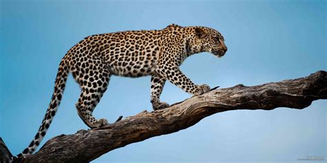 Leopards Facts And Information Home Design Ideas