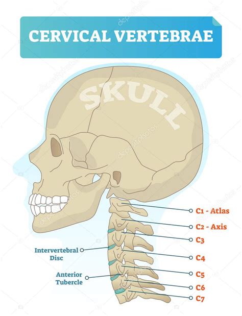 Vértebras cervicales vector ilustración Esquema con cráneo atlas C eje C C C C C y