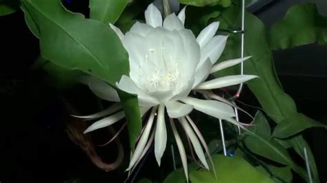 25 count white moonflower, morning glory flower seeds, cool beans n sprouts brand. Epiphyllum Moon Flower - YouTube