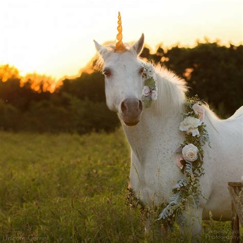 A List Of Unicorns In The Movies Featured Diy Unicorn Horns Unicorn