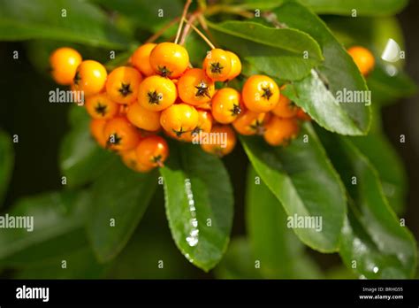 Orange Berries On Firethorn Pyracantha Soleil Dor Shrub In Autumn
