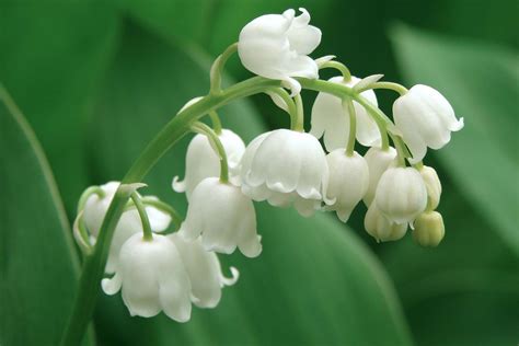 Lily Of The Valley May Flower Blog In2english